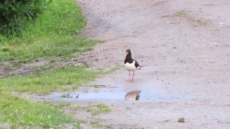 Austernfischer brüten auf dem Obsthof