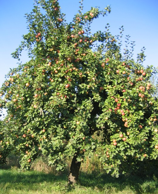 Obsthof Cordes -  026 Boskoop Baum