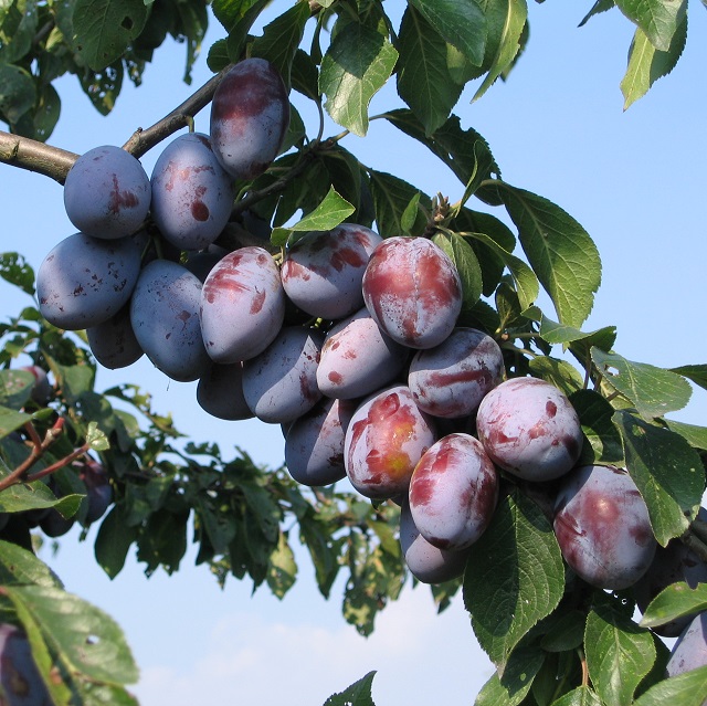 Obsthof Cordes - Fruchtfoto Italienische Zwetschge