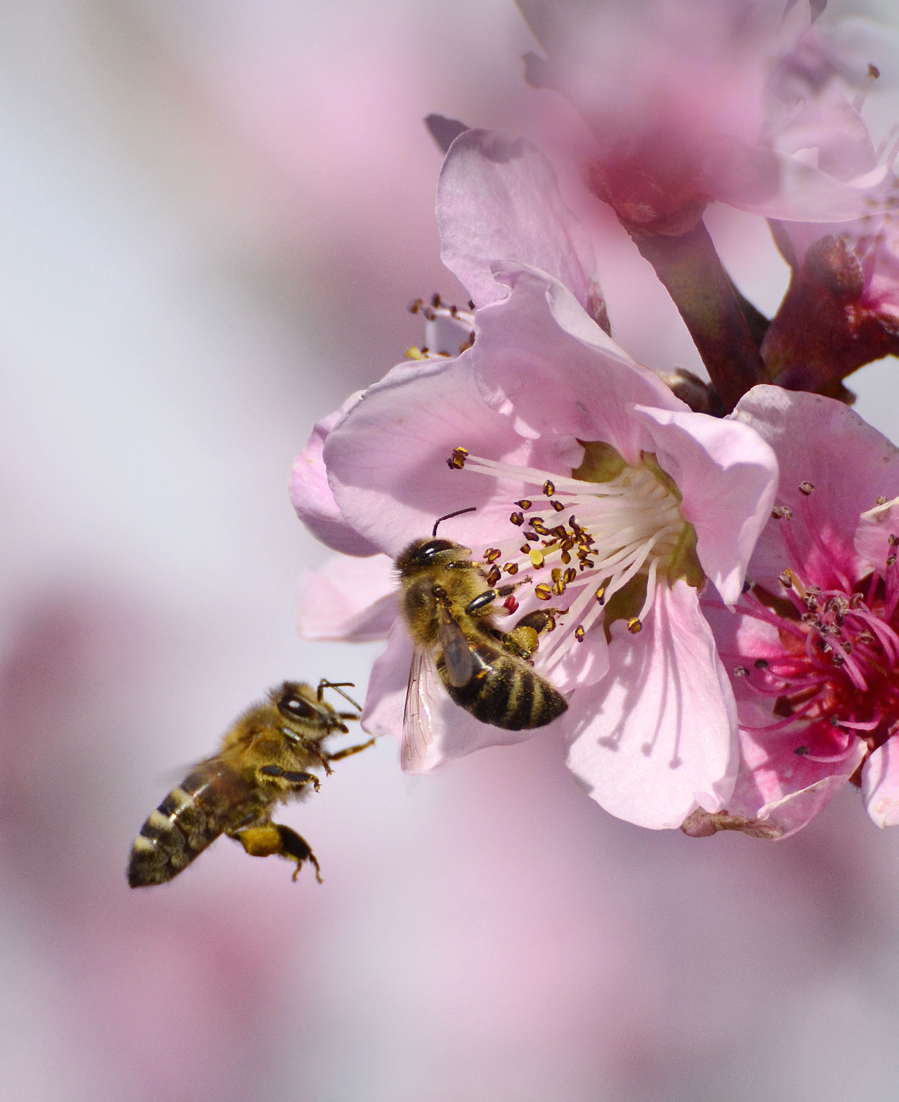 Obsthof Cordes -  Neues Produktbild