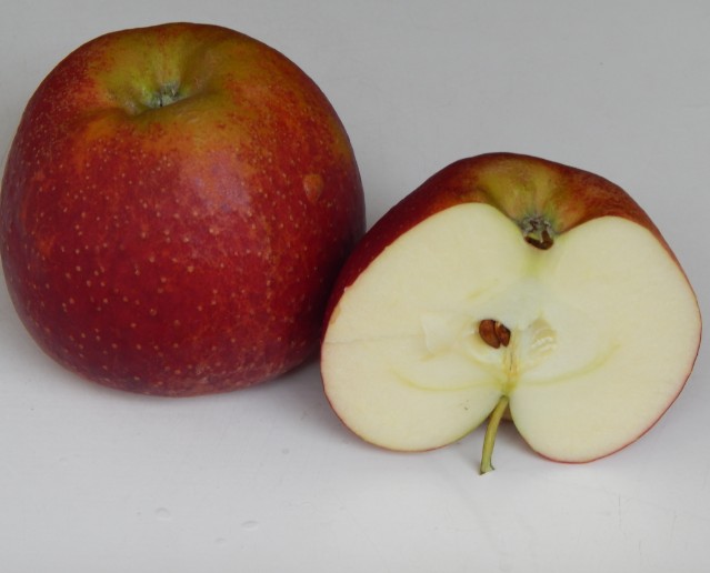 Obsthof Cordes -  DSCN6163