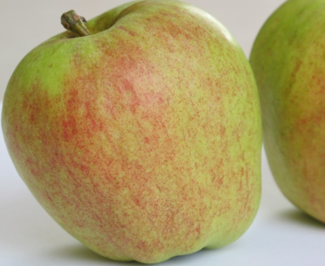 Obsthof Cordes -  IMG 3782