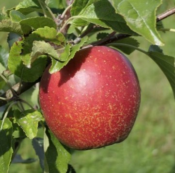 Obsthof Cordes - Fruchtfoto Wellant